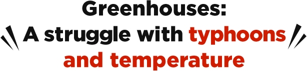 Greenhouses: a struggle with typhoons and temperature