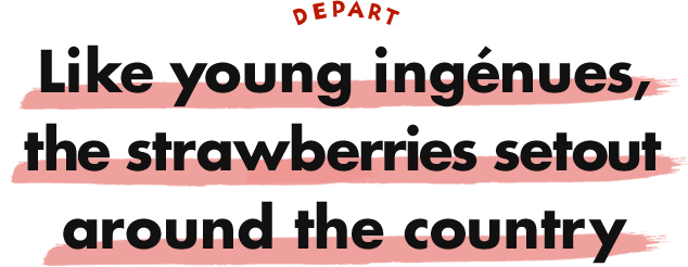 Like young ingenues, the strawberries set out around the country