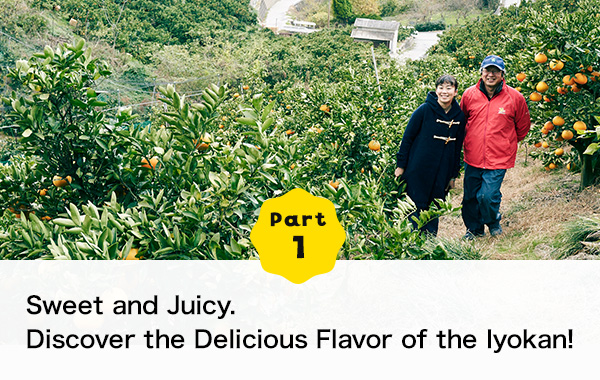 Part 1 Sweet and Juicy. Discover the Delicious Flavor of the Iyokan!