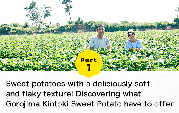 Part 1 Sweet potatoes with a deliciously soft and flaky texture! Discovering what Gorojima Kintoki Sweet Potato have to offer