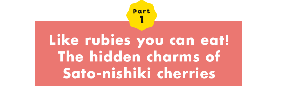 Part 1 Like rubies you can eat! The hidden charms of Sato-nishiki cherries