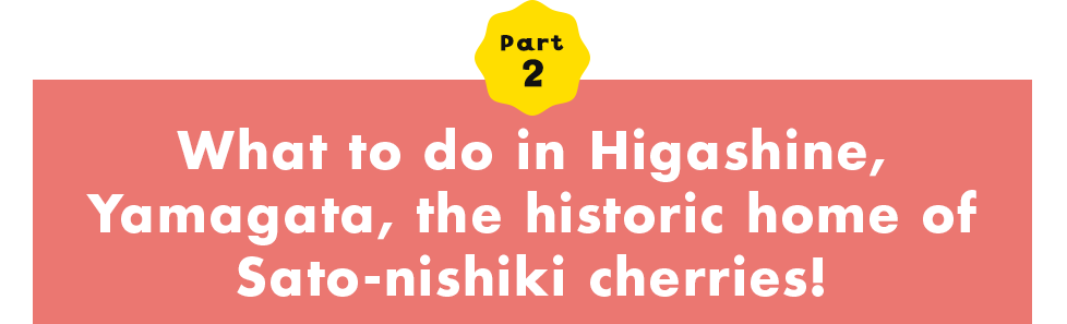 Part 2 What to do in Higashine, Yamagata, the historic home of Sato-nishiki cherries!