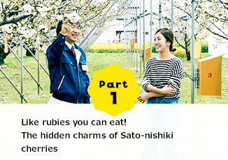 Part1 Like rubies you can eat!The hidden charms of Sato-nishiki cherries