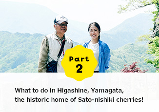 Part2 What to do in Higashine, Yamagata, the historic home of Sato-nishiki cherries!