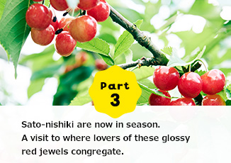 Part3 Sato-nishiki are now in season.A visit to where lovers of these glossy red jewels congregate.