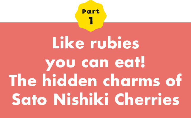 Part 1 Like rubies you can eat! The hidden charms of Sato Nishiki Cherry