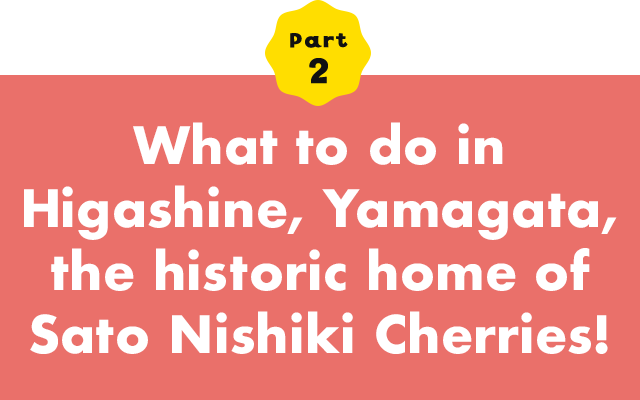 Part 2 What to do in Higashine, Yamagata, the historic home of Sato Nishiki Cherry cherries!