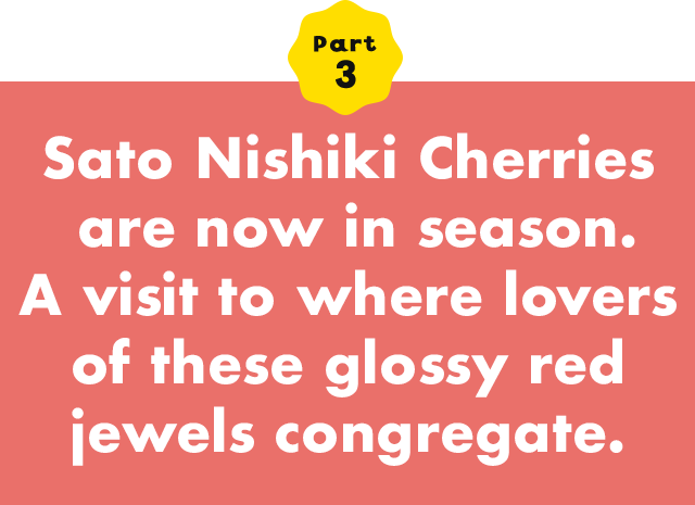 Part 3 Sato Nishiki Cherry are now in season. A visit to where lovers of these glossy red jewels congregate.