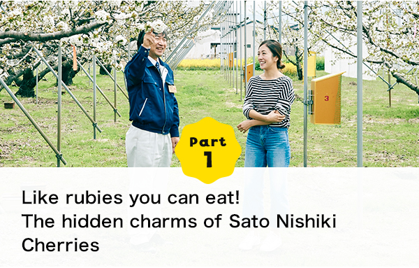 Part 1 Like rubies you can eat! The hidden charms of Sato Nishiki Cherries