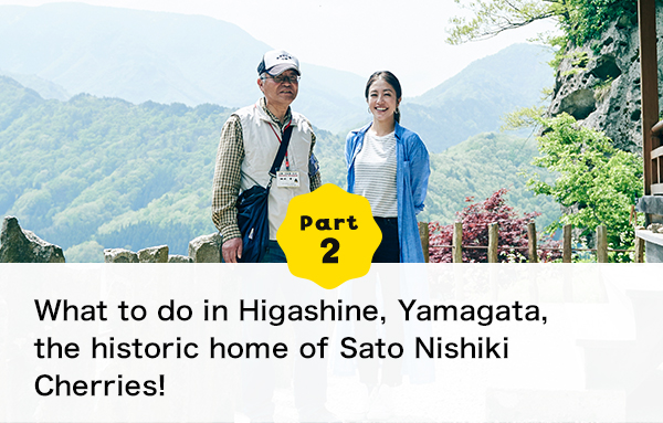 Part 2 What to do in Higashine, Yamagata, the historic home of Sato Nishiki Cherry cherries!