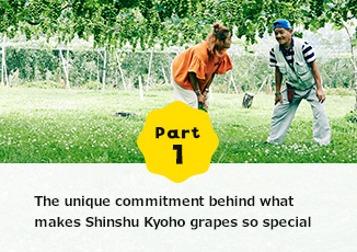 Part1 The unique commitment behind what makes Shinshu Kyoho grapes so special.