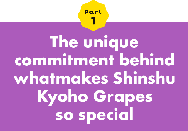 Part 1 The unique commitment behind whatmakes Shinshu Kyoho Grapes so special