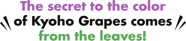 The secret to the color of Kyoho Grapes comes from the leaves!