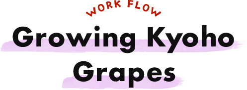 WORK FLOW Growing Kyoho Grapes