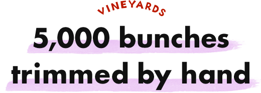 VINEYARDS 5,000 bunches trimmed by hand