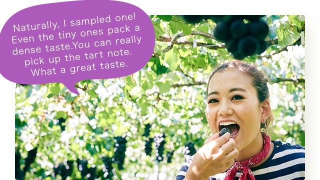 Naturally, I sampled one! Even the tiny ones pack a dense taste. You can really pick up the tart note. What a great taste.