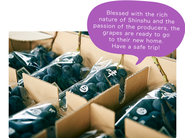 Blessed with the rich nature of Shinshu and the passion of the producers, the grapes are ready to go to their new home. Have a safe trip!