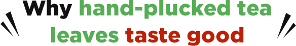 Why hand-plucked tea leaves taste good