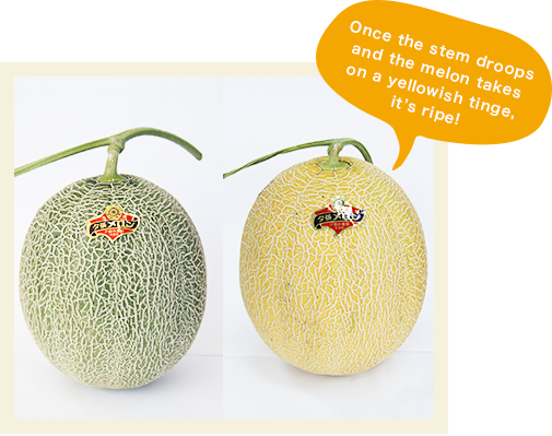 Once the stem droops and the melon takes on a yellowish tinge, itfs ripe!