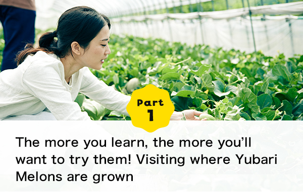 Part 1 The more you learn, the more you’ll want to try them! Visiting where Yubari Melons are grown