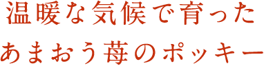 温暖な気候で育ったあまおう苺のポッキー
