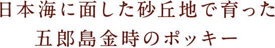 日本海に面した砂丘地で育った五郎島金時のポッキー