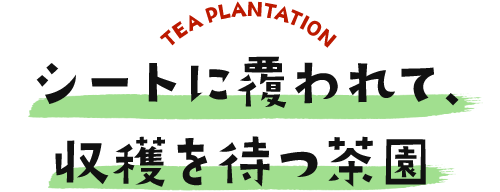 TEA PLANTATION V[gɕāAn҂
