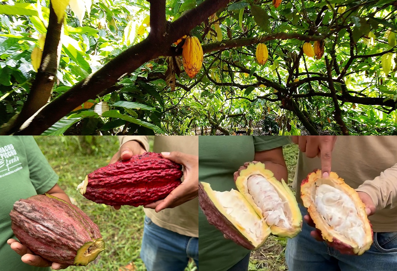 カカオ農園のイメージ画像
